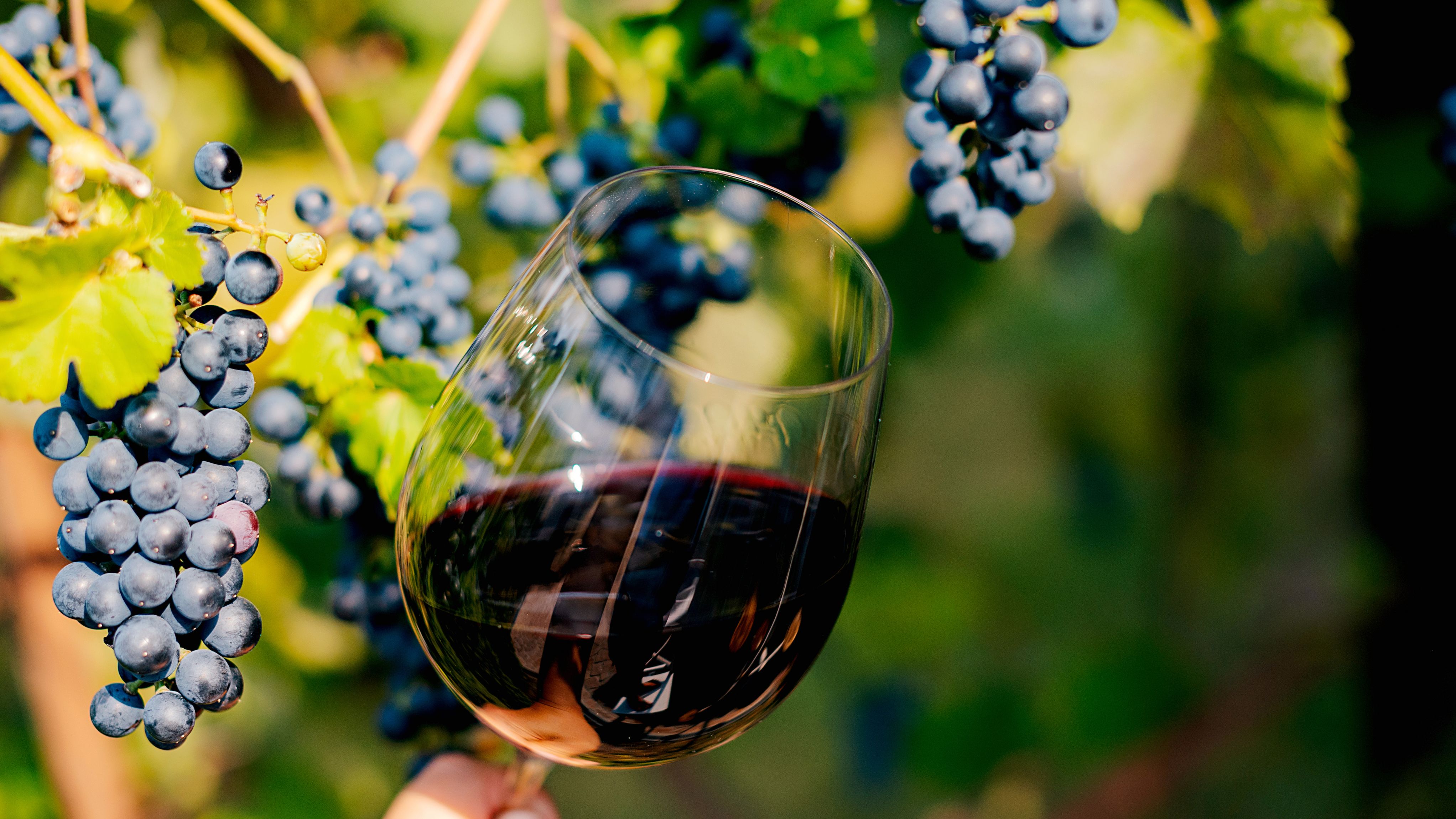 An Australian Wine Journey: Distinction Down Under